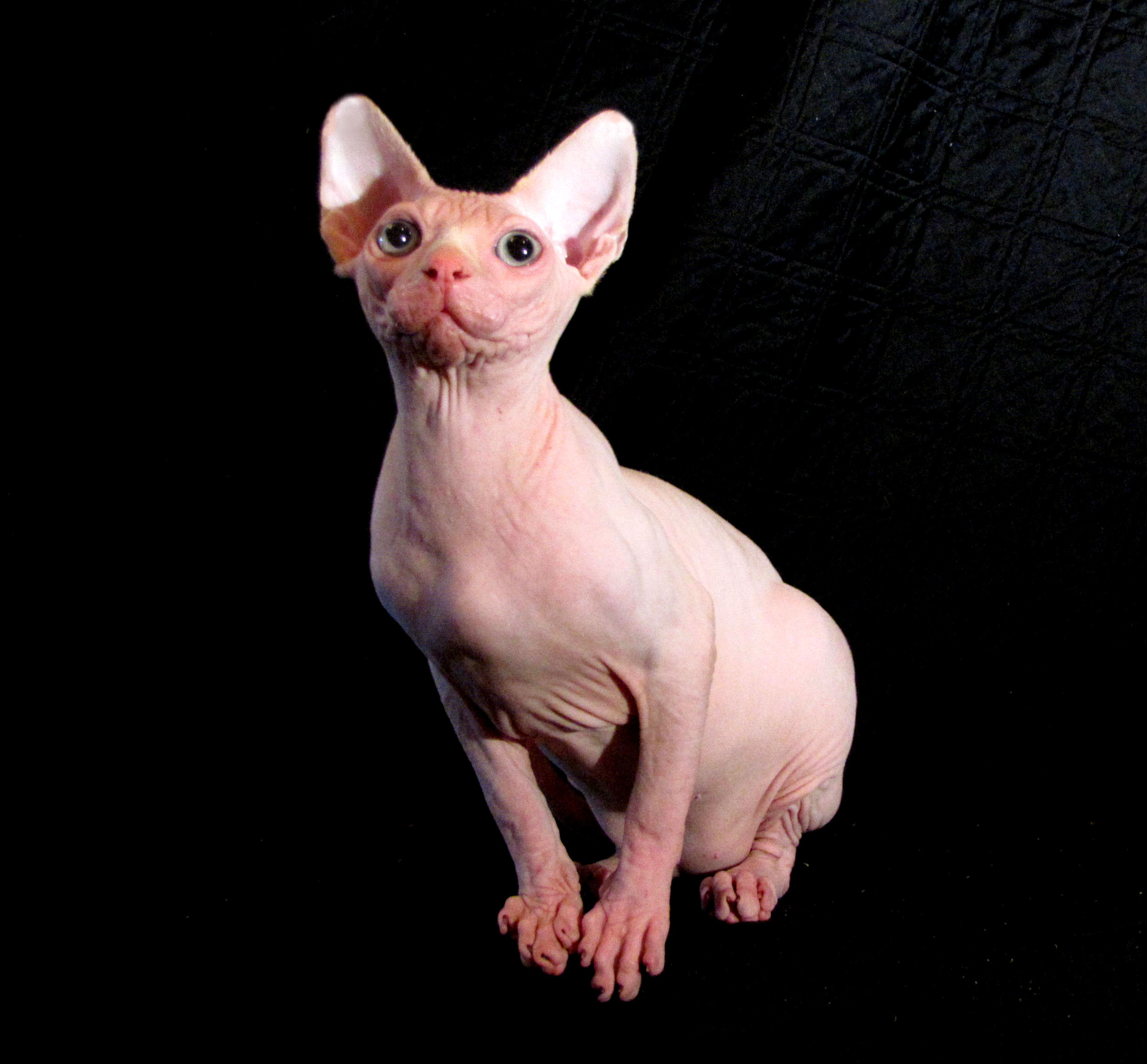 Citizenkat Benjamin Buttons Sphynx Cat