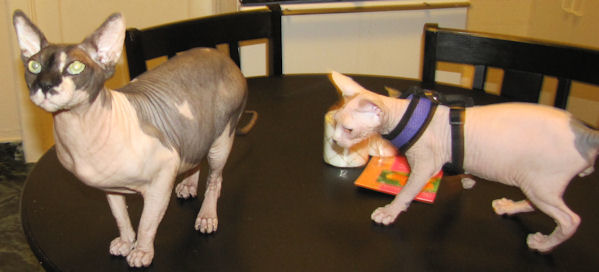 Lynard and Raphael Sphynx Cat