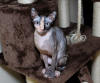 Ctizenkat Sphynx in Happy Homes, Citizen Cat Sphynx Happy Homes, Emily Greene