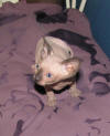 Seal Mink Sphynx Girl Available for Adoption