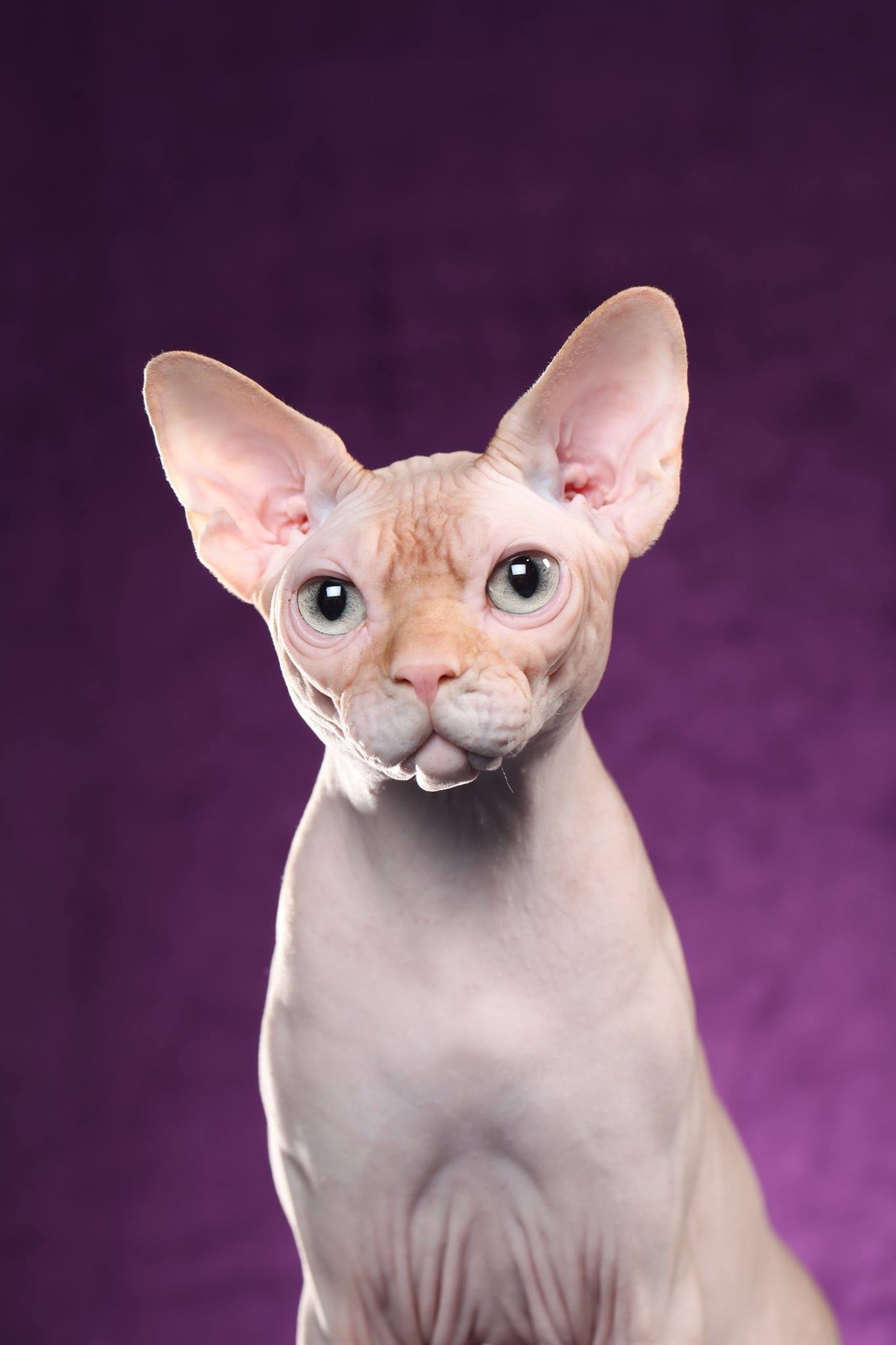 Cortez Sphynx