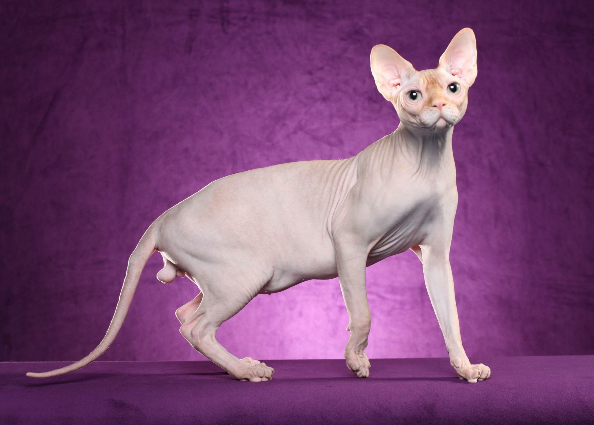 cortez Sphynx cat