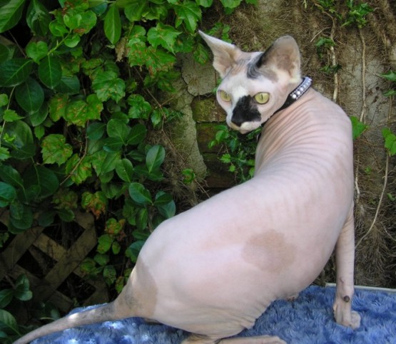 sphynx cat