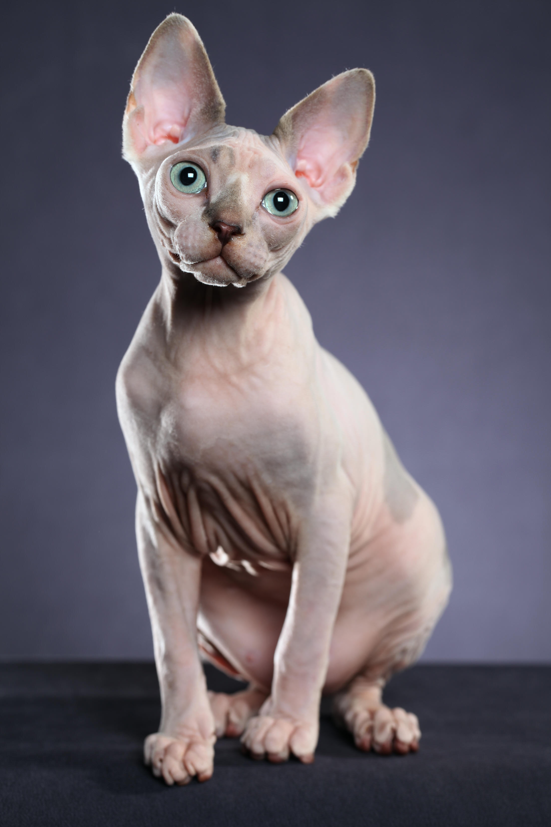 Madeline Sphynx