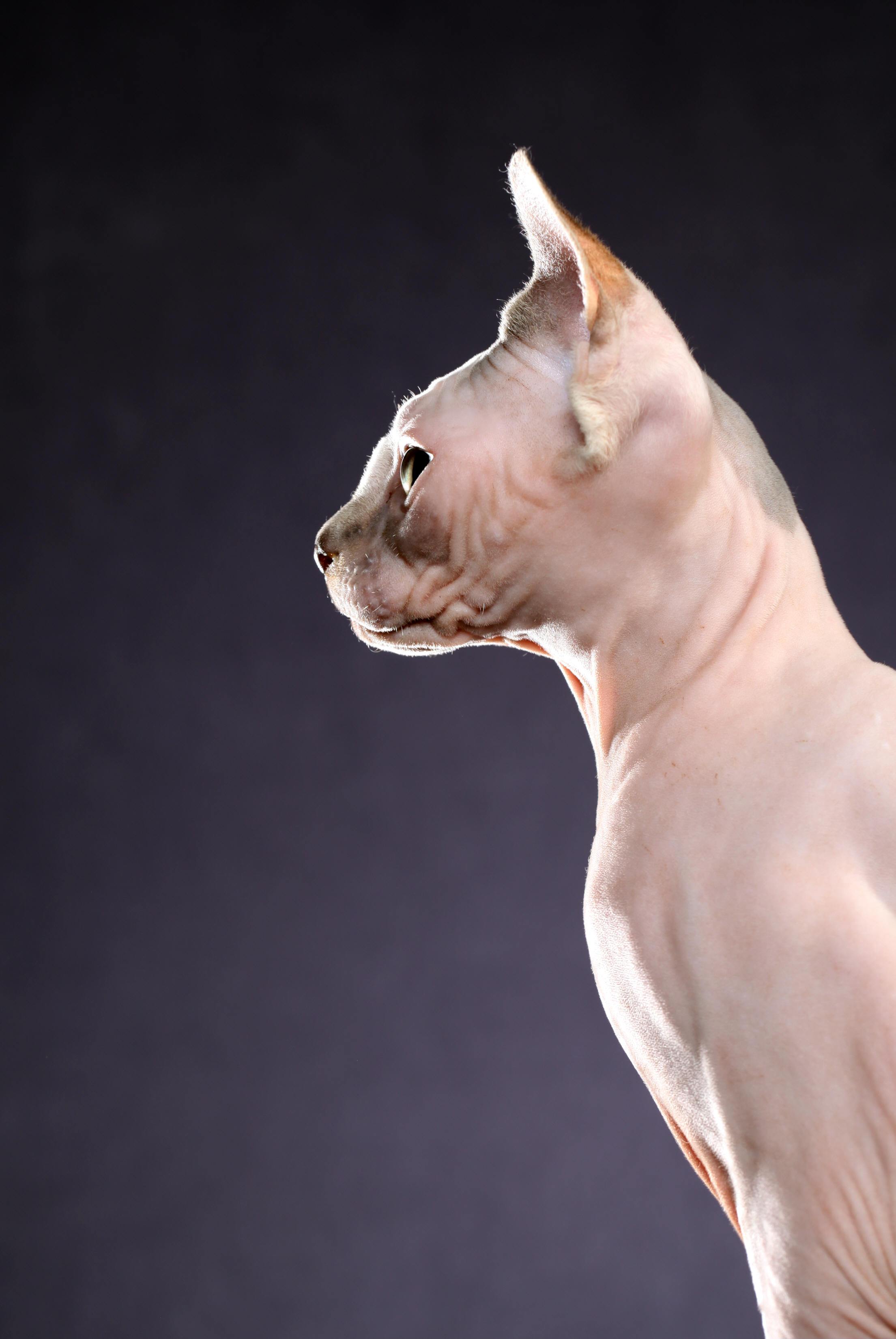 Madeline beautiful Sphynx  profile photo