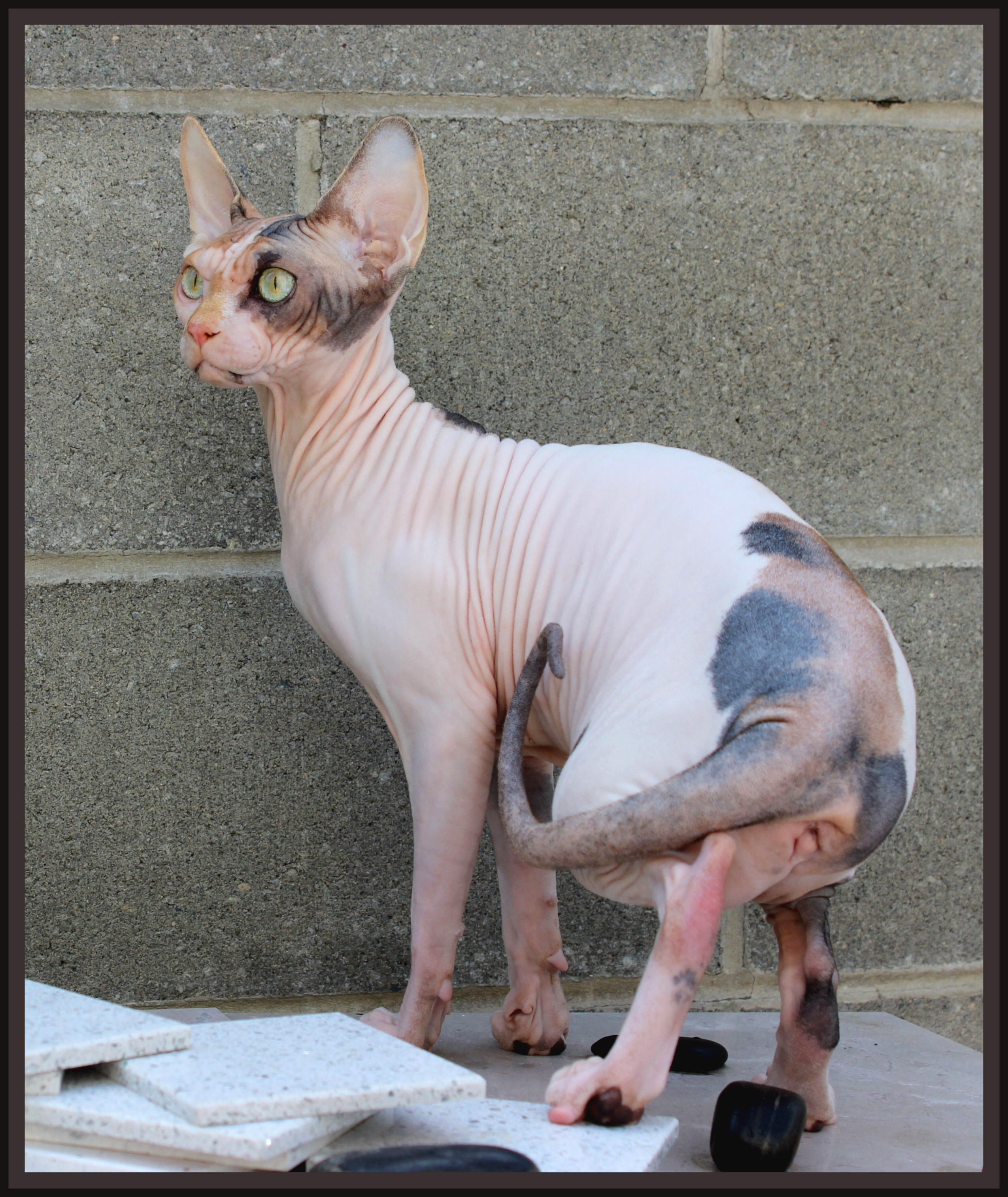 Hope Sphynx Photo